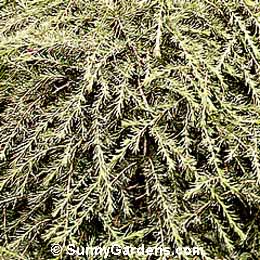 Cedrus libani, Cedar of Lebanon