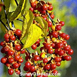 Celastrus scandens, Waxwork, American Bittersweet, Staff Tree
