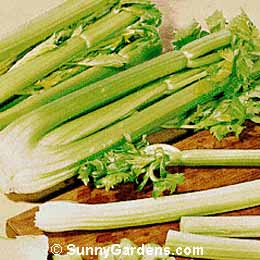 Apium graveolens dulce, Celery