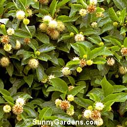 Cephalanthus occidentalis, Button Bush