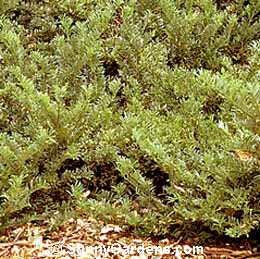 Cephalotaxus harringtonia, Prostrate Japanese plumyew