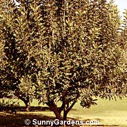 Ceratonia siliqua, Carob Tree, St. John's Bread