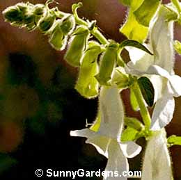 Ceratotheca triloba, Summer Foxglove