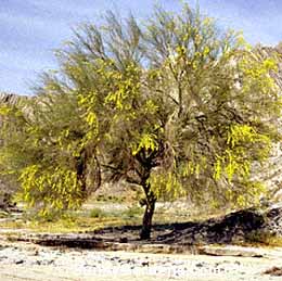 Cercidium floridum, Blue Palo Verde