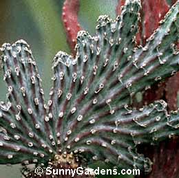 Cereus spegazzinii cristata, Monvillea phatnosperma cristata