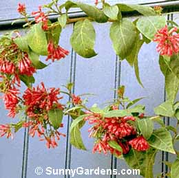 Cestrum elegans, Red Cestrum