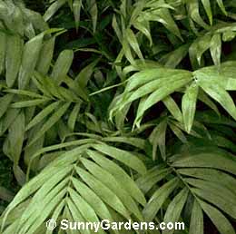 Chamaedorea elegans, Parlor Palm