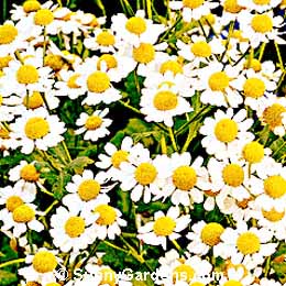 Chamaemelum nobile, Roman Chamomile