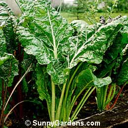 Beta vulgaris cicla, Swiss Chard