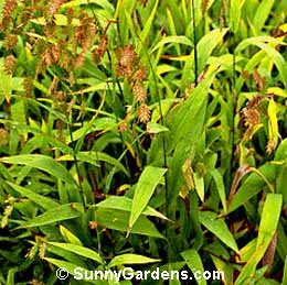 Chasmanthium latifolium, Sea Oats, Bamboo Grass, Uniola latifolia