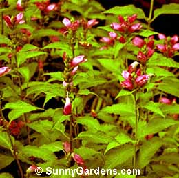 Chelone lyonii, Turtlehead