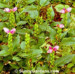 Chelone obliqua