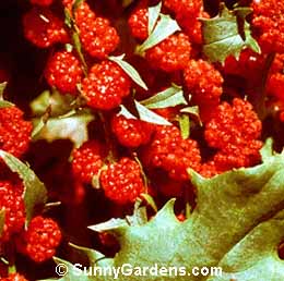 Chenopodium foliosum, Goosefoot, Pig Weed