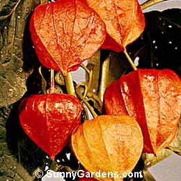 Physalis alkekengi, Chinese Lantern