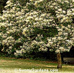 Castanea mollissima, Chinese Chestnut