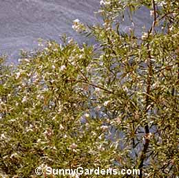 Chilopsis linearis, Desert Willow, Desert Catalpa