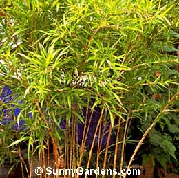 Chimonobambusa marmorea, Marbled Bamboo, Arundinaria marmorea