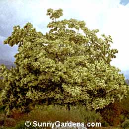 Chionanthus retusus, Chinese Fringe Tree