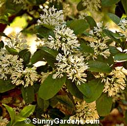 Chionanthus retusus serrulatus, Chinese Fringe Tree