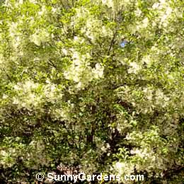 Chionanthus virginicus, White Fringetree