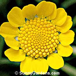 Chrysanthemum, Florist's Chrysanthemum, Mum