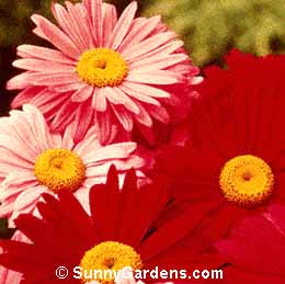 Chrysanthemum coccineum, Painted Daisy, Pyrethrum