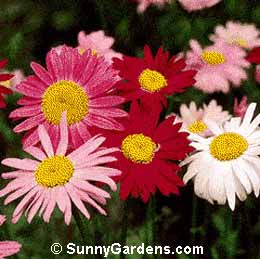 Chrysanthemum coccineum, Painted Daisy, Pyrethrum