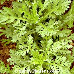 Chrysanthemum coronarium, Crown Daisy