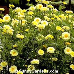 Chrysanthemum coronarium, Crown Daisy