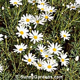 Chrysanthemum frutescens, Marguerite Daisy, Paris Daisy