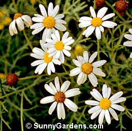 Chrysanthemum frutescens, Paris Daisy, French Marguerite, Marguerite Daisy