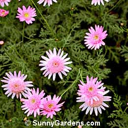 Chrysanthemum frutescens, Paris Daisy, French Marguerite, Argyranthemum frutescens