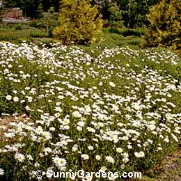 Chrysanthemum leucanthemum, Ox-Eye Daisy, Common Daisy, Marguerite