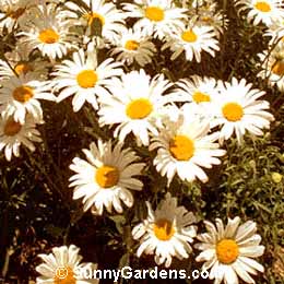 Chrysanthemum maximum, Shasta Daisy