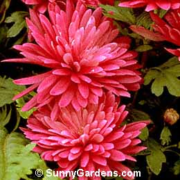 Chrysanthemum x morifolium, Florist's Chrysanthemum