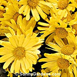 Chrysanthemum x morifolium, Mum