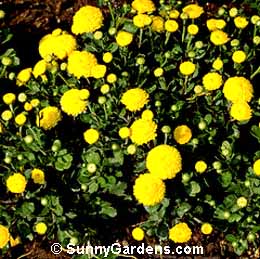 Chrysanthemum x morifolium, Florist's Chrysanthemum, Dendranthema x grandiflorum