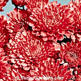 Chrysanthemum x morifolium, Florist's Chryanthemum, Mum