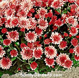 Chrysanthemum x morifolium