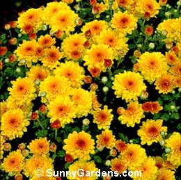 Chrysanthemum x morifolium, Florist's Chrysanthemum, Dendranthema x grandiflorum