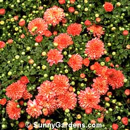 Chrysanthemum x morifolium, Florist's Chrysanthemum, Dendranthema x grandiflorum