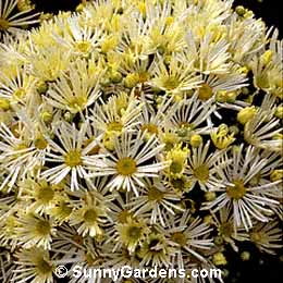 Chrysanthemum x morifolium, Florist's Chrysanthemum, Dendranthema x grandiflorum