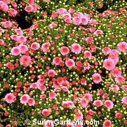 Chrysanthemum x morifolium, Florist's Chrysanthemum, Dendranthema x grandiflorum