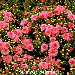 Chrysanthemum x morifolium, Florist's Chrysanthemum, Dendranthema x grandiflorum