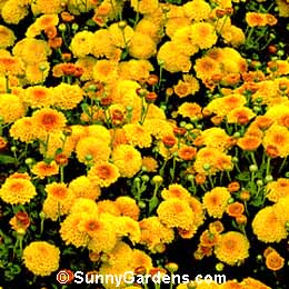 Chrysanthemum x morifolium, Florist's Chrysanthemum, Dendranthema x grandiflorum