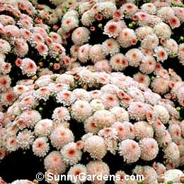 Chrysanthemum x morifolium, Florist's Chrysanthemum, Dendranthema x grandiflorum