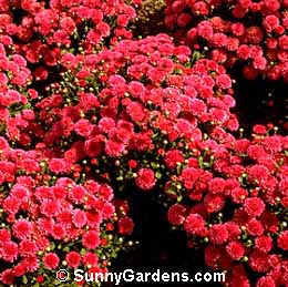 Chrysanthemum x morifolium, Florist's Chrysanthemum