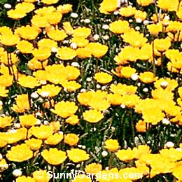 Chrysanthemum multicaule, Mini Marguerite, Annual Chrysanthemum