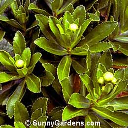 Chrysanthemum nipponicum
