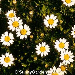 Chrysanthemum paludosum, Mini Marguerite, Annual Chrysanthemum